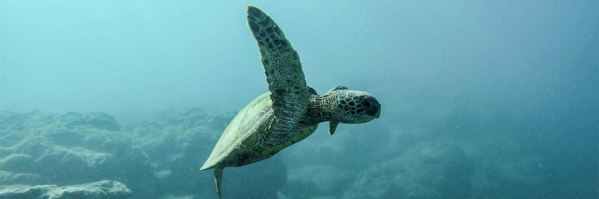Turtle Tales: Exploring the Lifecycle of Our Shelled Friends in Malta