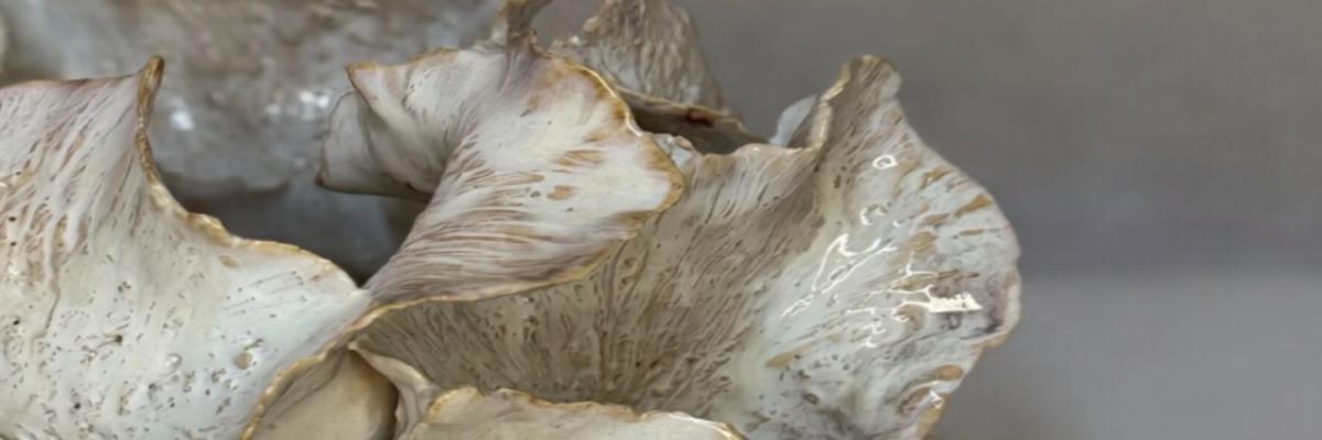 The Essence of Gozo  in Malta